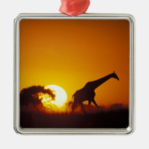 Afrika, Botswana, Chobe National Park, Giraffe 2 Metalen Ornament