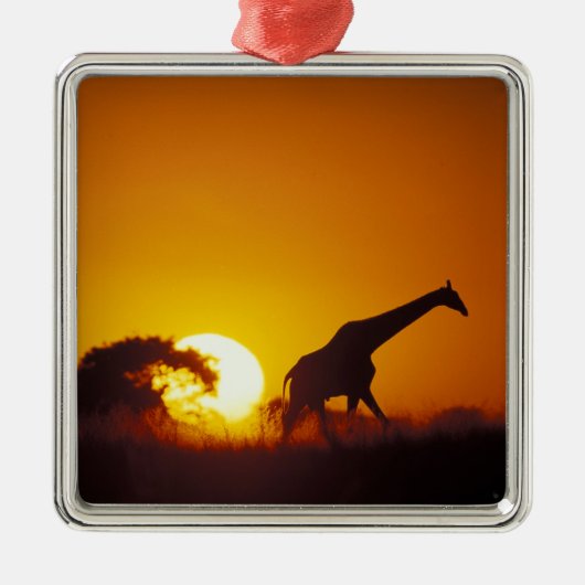 Afrika, Botswana, Chobe National Park, Giraffe 2 Metalen Ornament (Voorkant)