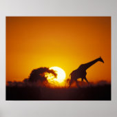 Afrika, Botswana, Chobe National Park, Giraffe 2 Poster (Voorkant)