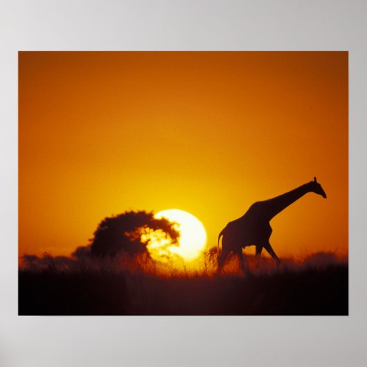 Afrika, Botswana, Chobe National Park, Giraffe 2 Poster (Voorkant)