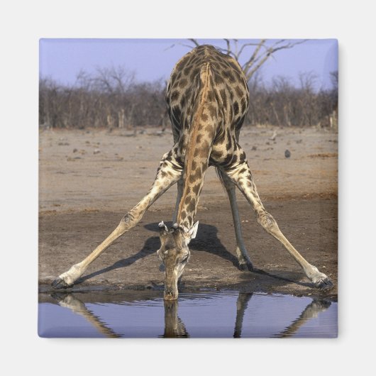 Afrika, Botswana, Chobe National Park, Giraffe Magneet (Voorkant)