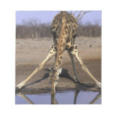 Afrika, Botswana, Chobe National Park, Giraffe Notitieblok (Voorkant)