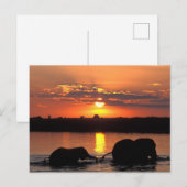Afrika, Botswana, Chobe National Park, Herd Briefkaart (Voorkant / Achterkant)