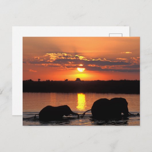 Afrika, Botswana, Chobe National Park, Herd Briefkaart (Voorkant / Achterkant)