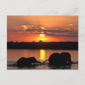 Afrika, Botswana, Chobe National Park, Herd Briefkaart (Voorkant)