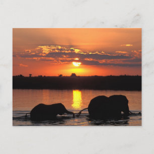 Afrika, Botswana, Chobe National Park, Herd Briefkaart