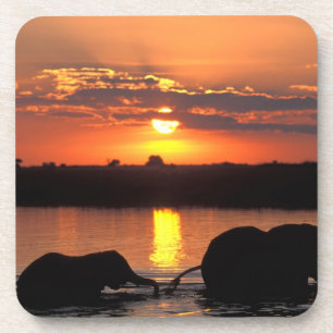 Afrika, Botswana, Chobe National Park, Herd Drankjes Onderzetter