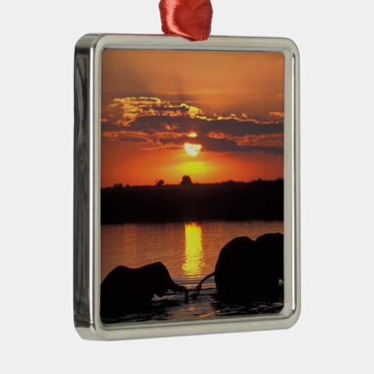 Afrika, Botswana, Chobe National Park, Herd Metalen Ornament (Rechts)