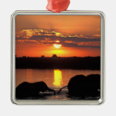 Afrika, Botswana, Chobe National Park, Herd Metalen Ornament (Voorkant)