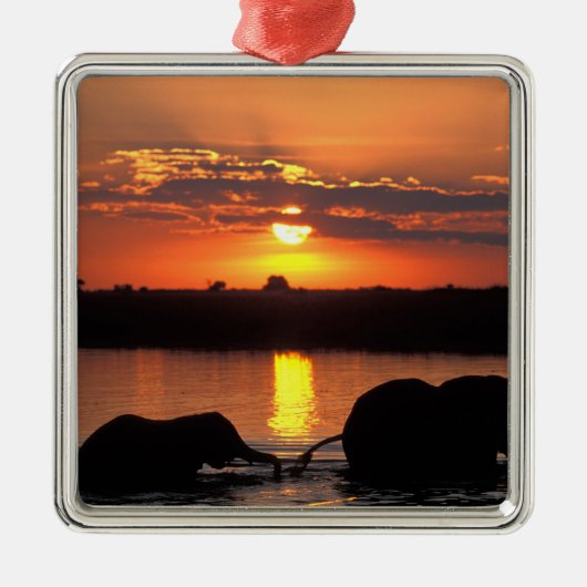 Afrika, Botswana, Chobe National Park, Herd Metalen Ornament (Voorkant)