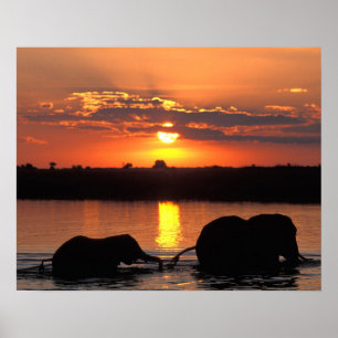 Afrika, Botswana, Chobe National Park, Kudde Poster