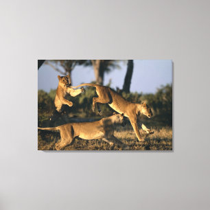 Afrika, Botswana, Chobe National Park, Leeuwinnen Canvas Afdruk