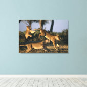 Afrika, Botswana, Chobe National Park, Leeuwinnen Canvas Afdruk (Insitu (Houten vloer))