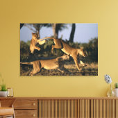 Afrika, Botswana, Chobe National Park, Leeuwinnen Canvas Afdruk (Insitu (Woonkamer))