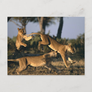 Afrika, Botswana, Chobe National Park, Lionesses Briefkaart