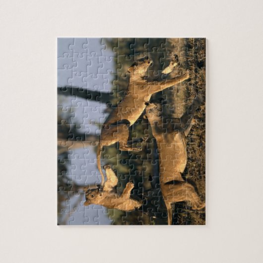 Afrika, Botswana, Chobe National Park, Lionesses Legpuzzel (Verticaal)