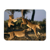 Afrika, Botswana, Chobe National Park, Lionesses Magneet (Horizontaal)