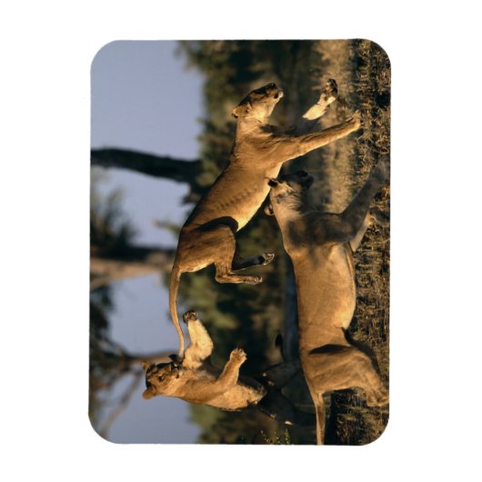 Afrika, Botswana, Chobe National Park, Lionesses Magneet (Verticaal)