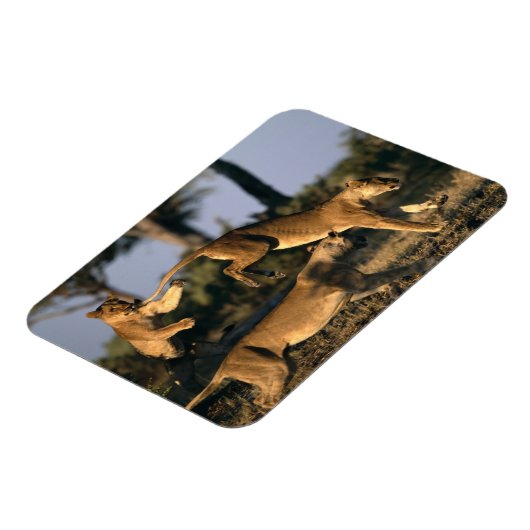 Afrika, Botswana, Chobe National Park, Lionesses Magneet (Linkerzijde)