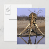 Afrika, Botswana, Giraffe Briefkaart (Voorkant / Achterkant)