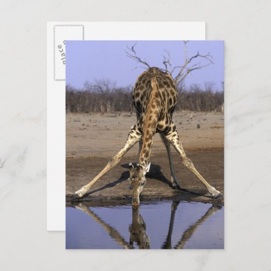 Afrika, Botswana, Giraffe Briefkaart (Voorkant / Achterkant)
