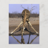 Afrika, Botswana, Giraffe Briefkaart (Voorkant)