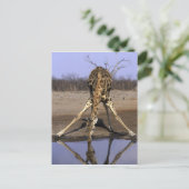 Afrika, Botswana, Giraffe Briefkaart (Staand voorkant)