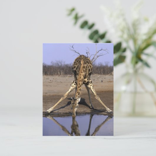 Afrika, Botswana, Giraffe Briefkaart (Staand voorkant)
