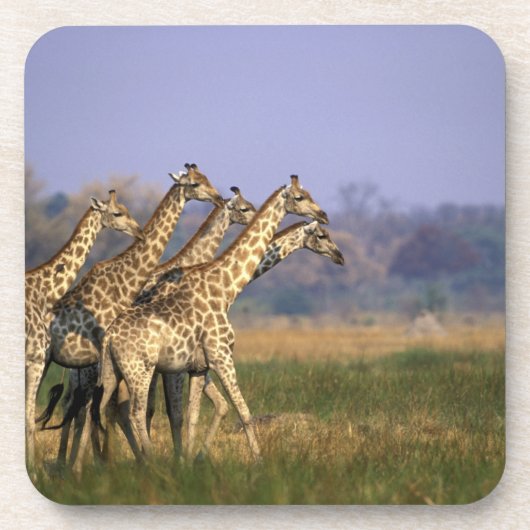Afrika, Botswana, Moremi Game Reserve Bier Onderzetter (Voorkant)