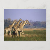 Afrika, Botswana, Moremi Game Reserve Briefkaart (Voorkant)