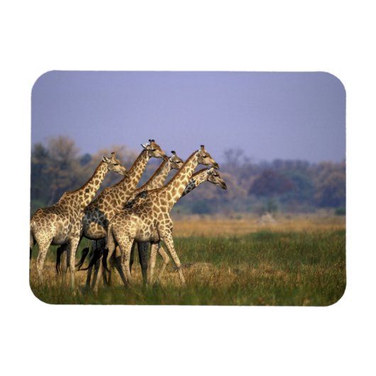 Afrika, Botswana, Moremi Game Reserve Magneet (Horizontaal)