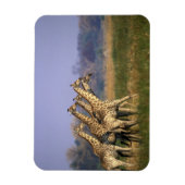 Afrika, Botswana, Moremi Game Reserve Magneet (Verticaal)
