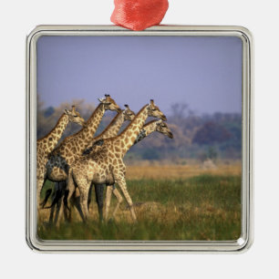 Afrika, Botswana, Moremi Game Reserve Metalen Ornament