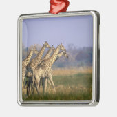 Afrika, Botswana, Moremi Game Reserve Metalen Ornament (Links)