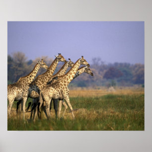 Afrika, Botswana, Moremi Game Reserve Poster