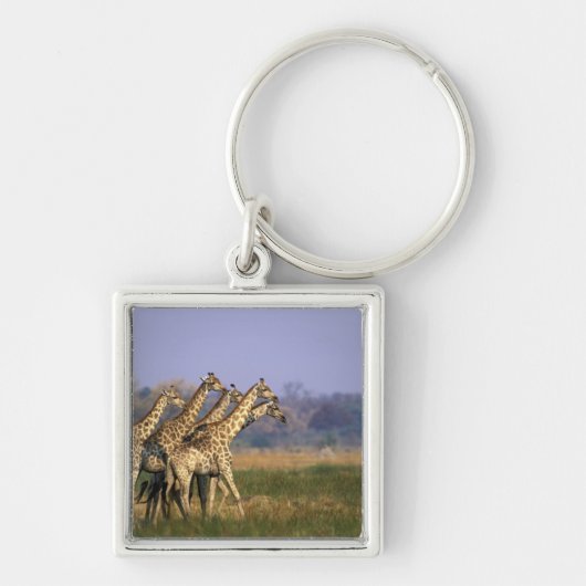 Afrika, Botswana, Moremi Game Reserve Sleutelhanger (Voorkant)