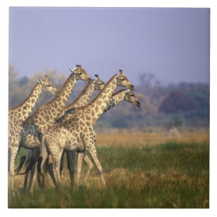 Afrika, Botswana, Moremi Game Reserve Tegeltje