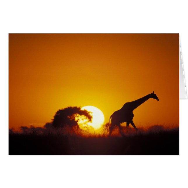 Afrika, Botswana, Nationaal park Chobe, Giraffe 2 (Voorkant Horizontaal)