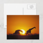 Afrika, Botswana, Nationaal park Chobe, Giraffe 2 Briefkaart (Voorkant / Achterkant)