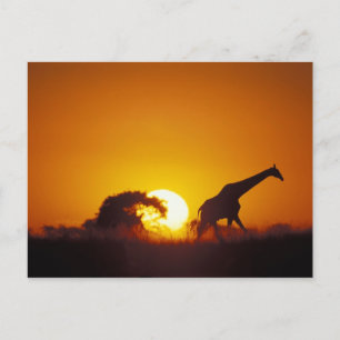 Afrika, Botswana, Nationaal park Chobe, Giraffe 2 Briefkaart