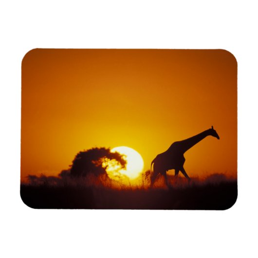 Afrika, Botswana, Nationaal park Chobe, Giraffe 2 Magneet (Horizontaal)