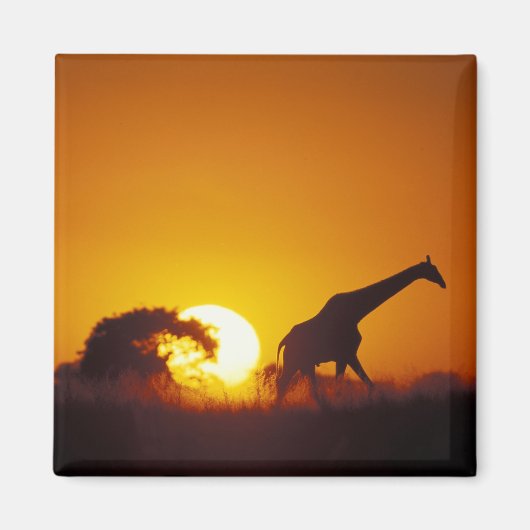 Afrika, Botswana, Nationaal park Chobe, Giraffe 2 Magneet (Voorkant)