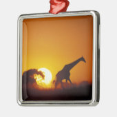 Afrika, Botswana, Nationaal Park Chobe, Giraffe 2 Metalen Ornament (Links)