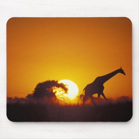 Afrika, Botswana, Nationaal park Chobe, Giraffe 2 Muismat (Voorkant)