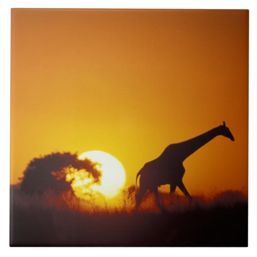 Afrika, Botswana, Nationaal park Chobe, Giraffe 2 Tegeltje (Voorkant)