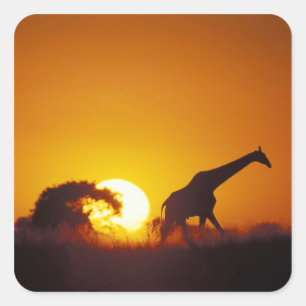 Afrika, Botswana, Nationaal park Chobe, Giraffe 2 Vierkante Sticker