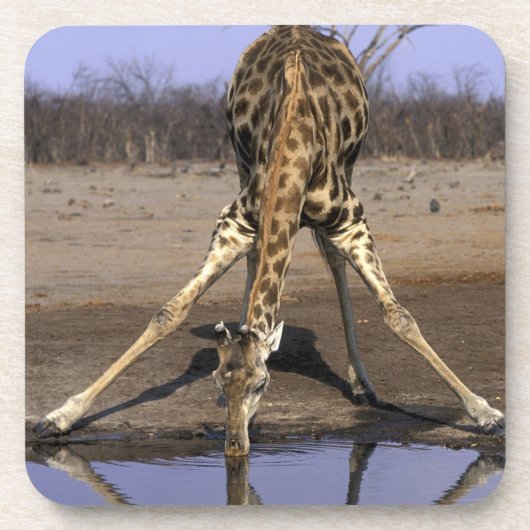 Afrika, Botswana, Nationaal park Chobe, Giraffe Drankjes Onderzetter (Voorkant)
