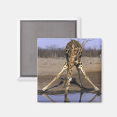 Afrika, Botswana, Nationaal park Chobe, Giraffe Magneet (Voorkant / Achterkant)