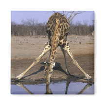 Afrika, Botswana, Nationaal park Chobe, Giraffe