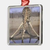 Afrika, Botswana, Nationaal park Chobe, Giraffe Metalen Ornament (Links)